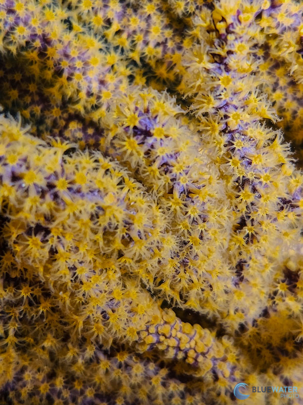 Some smartphones can capture beautiful macro details even with out a macro lens! Some smartphones can capture beautiful macro details even with out a macro lens!