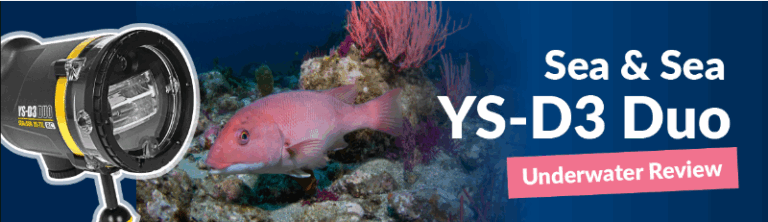 Sea & Sea YS-D3 Duo Review 6e9d0659-5dd4-78ca-9519-c6119757b732