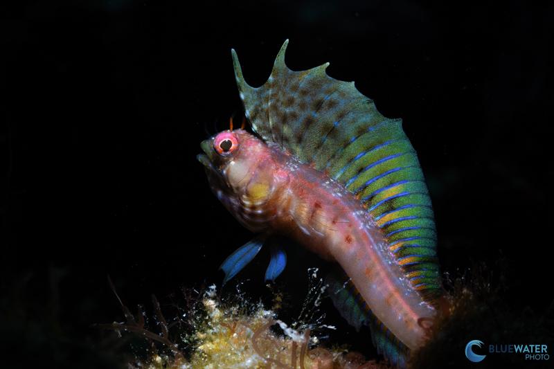 Using one shot autofocus, it was easy to lock onto this quick moving signal blenny. f/18, 1/160, ISO 160 Using one shot autofocus, it was easy to lock onto this quick moving signal blenny. f/18, 1/160, ISO 160