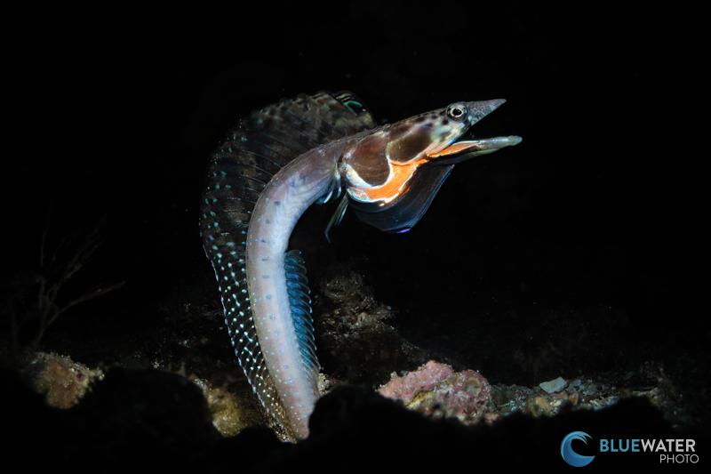 The Canon R100 features a 24.2 megapixel sensor - the same sensor found on the R10 and R50 - producing identical image quality between the three cameras. This orange throat pike blenny was photographed with the R100 camera, Ikelite R100 housing, Sea & Sea YS-D3 duo strobe, and Marelux SOFT snoot. 1/200, f/22, ISO 200 The Canon R100 features a 24.2 megapixel sensor - the same sensor found on the R10 and R50 - producing identical image quality between the three cameras. This orange throat pike blenny was photographed with the R100 camera, Ikelite R100 housing, Sea & Sea YS-D3 duo strobe, and Marelux SOFT snoot. 1/200, f/22, ISO 200