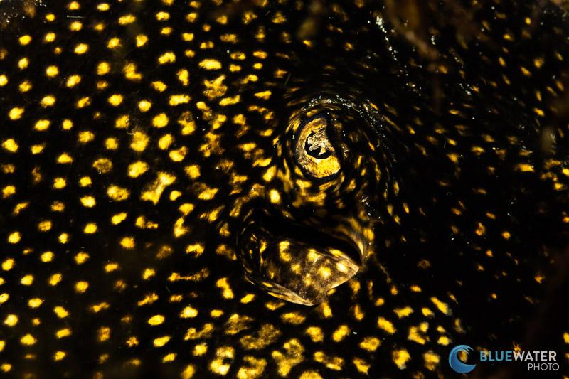 An eye of a ray photographed with Canon EF 60mm macro and Canon EF-EOS R adapter. f/22, 1/200, ISO 200 An eye of a ray photographed with Canon EF 60mm macro and Canon EF-EOS R adapter. f/22, 1/200, ISO 200