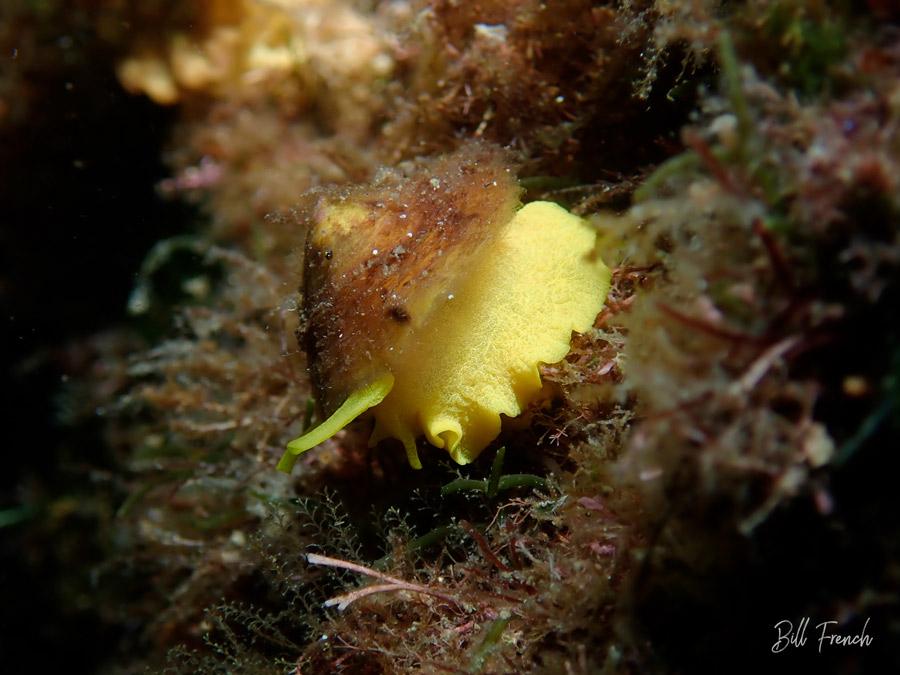 Sea & Sea YS-D3 Strobe Photo