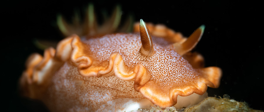 Anilao Philippines Ultimate Photo Workshop Spring 2026