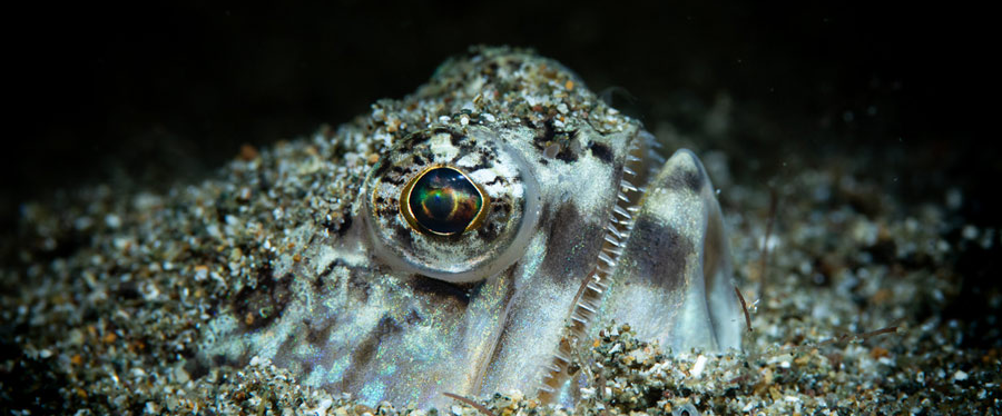 anilao-dec-2026-banner