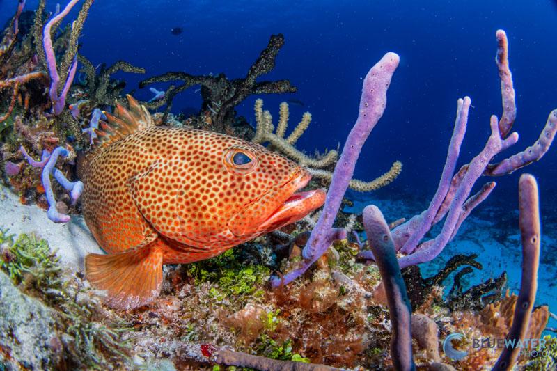 fish photo captured with scubalamp dpro strobe