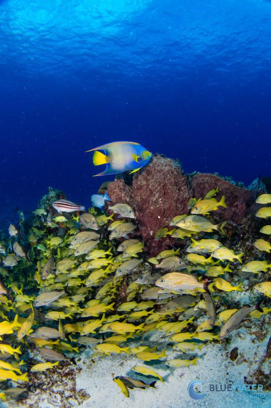 fish photo captured with scubalamp D-Pro strobe