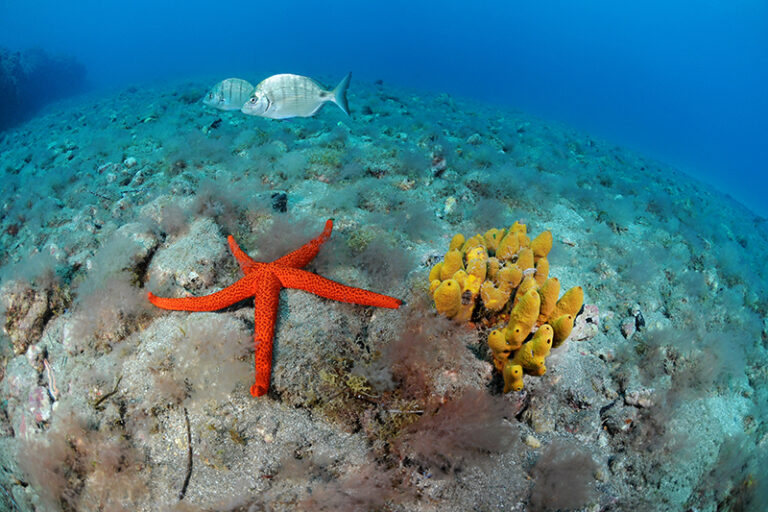 Sea Stars of the Ocean 1515-29092018-9715-Starfish_and_Breams