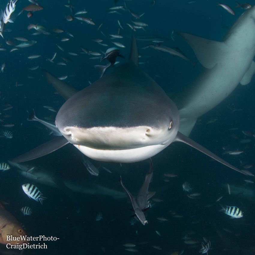 Fiji 2022 Trip Recap Fiji 2022 Trip Recap