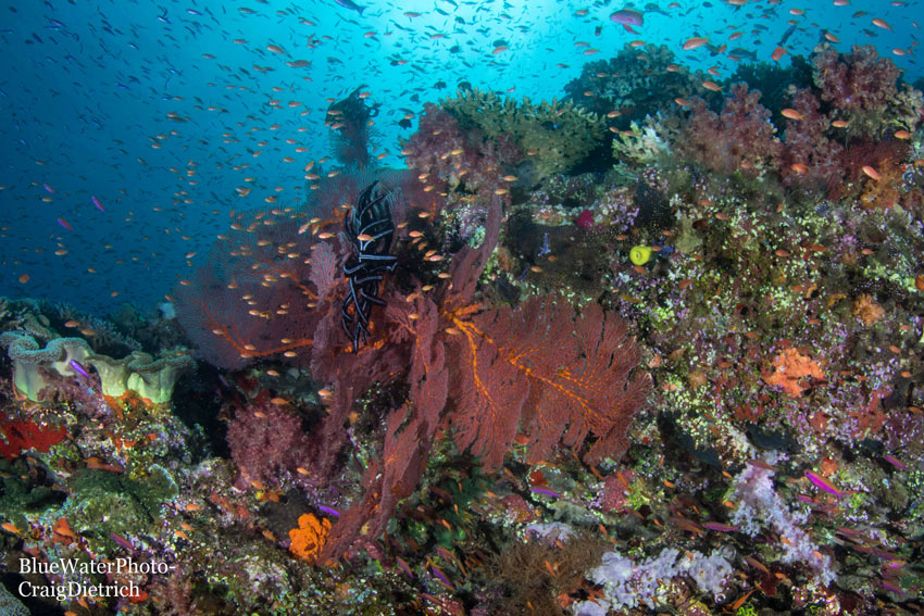 Fiji 2022 Trip Recap Fiji 2022 Trip Recap