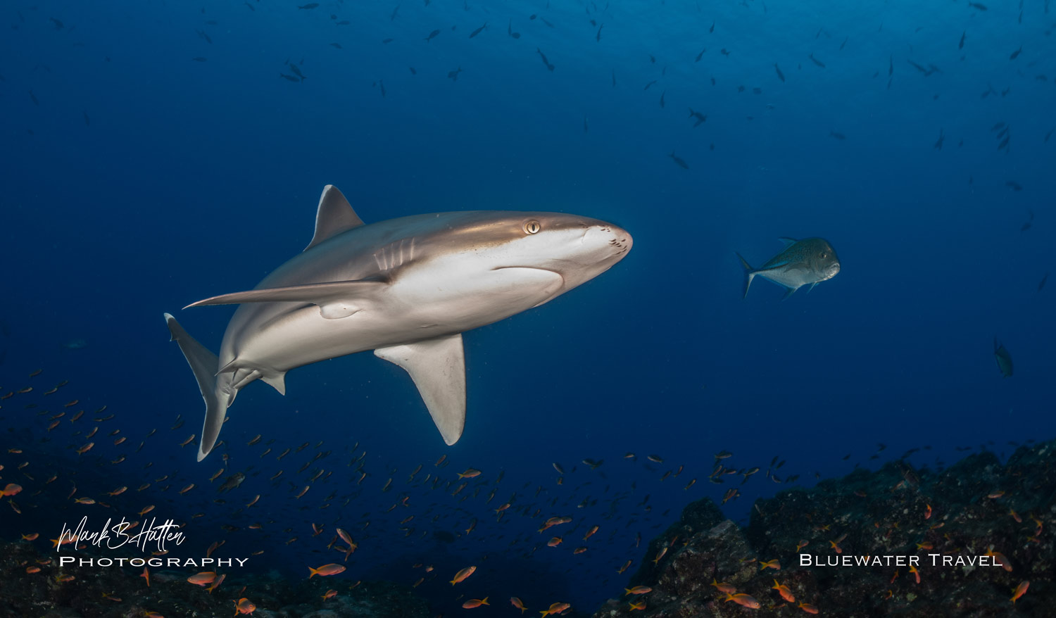 Socorro 2023 White Tip Shark