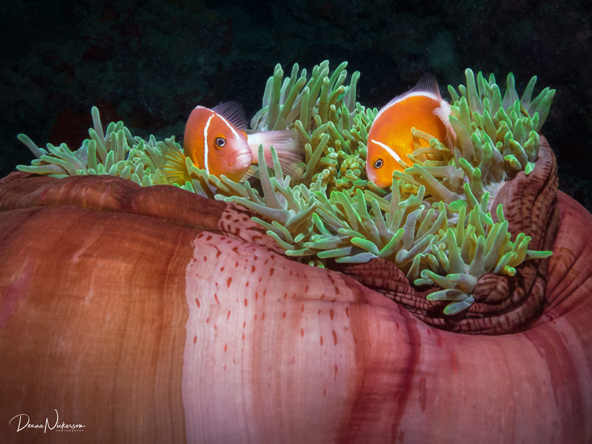 Fiji 2022 Trip Recap Fiji 2022 Trip Recap