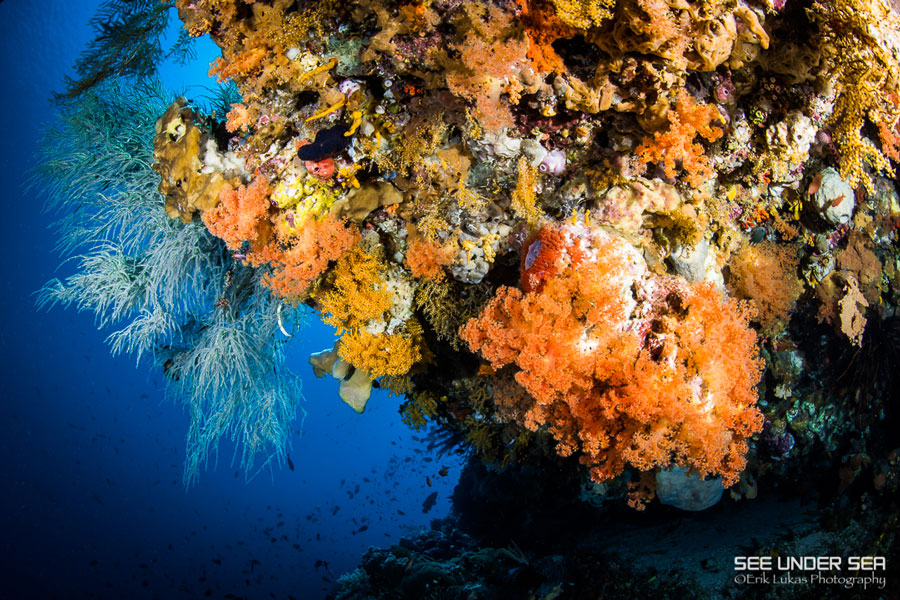 The colorful Alor Reefs