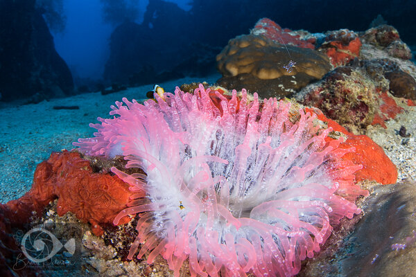 Truk Lagoon 2018 Truk Lagoon 2018