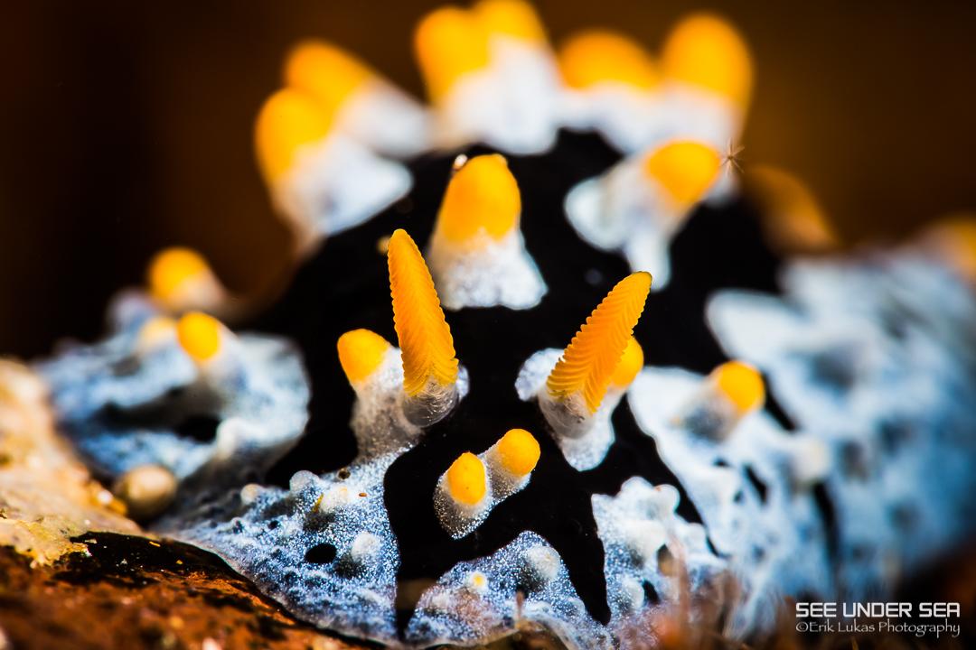 Phyllidia varicosa nudibranch photographed at dive site Red Sand, Alor