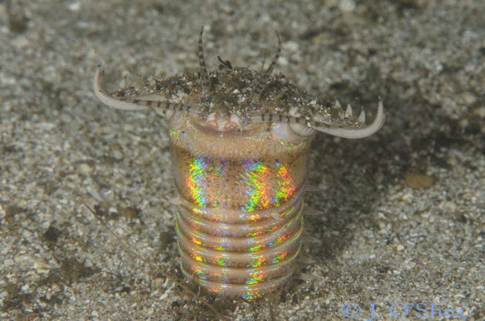 Solomon Trip Report Bobbit Worm