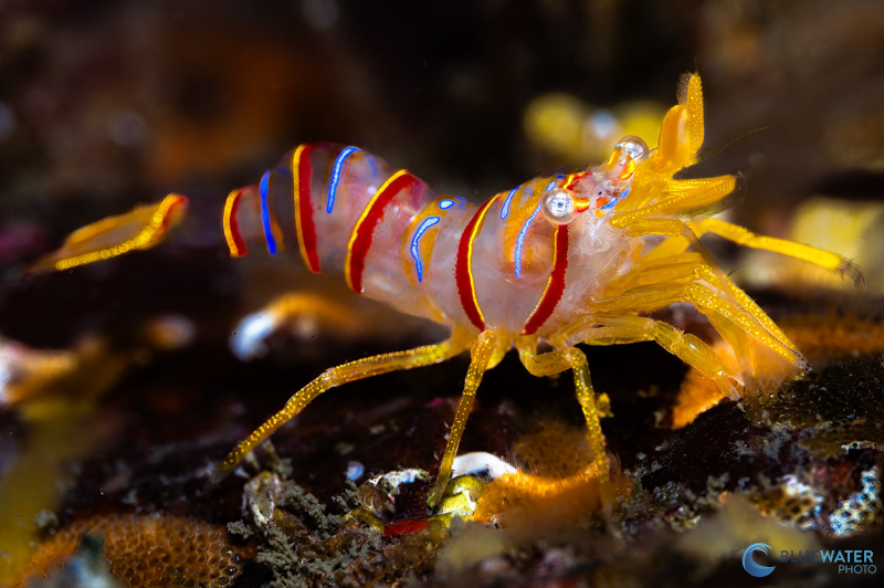 A cooler color temperature of 5500K allows the Kraken KS 160 strobe to bring out incredible colors in macro subjects A cooler color temperature of 5500K allows the Kraken KS 160 strobe to bring out incredible colors in macro subjects