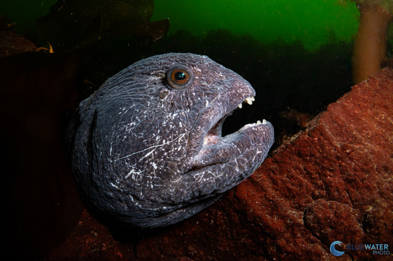 This photo shows the fall off of the beam. I used a single KS-160 strobe. As you can see the edges aren't too hard and there are no hotspots. This photo shows the fall off of the beam. I used a single KS-160 strobe. As you can see the edges aren't too hard and there are no hotspots.