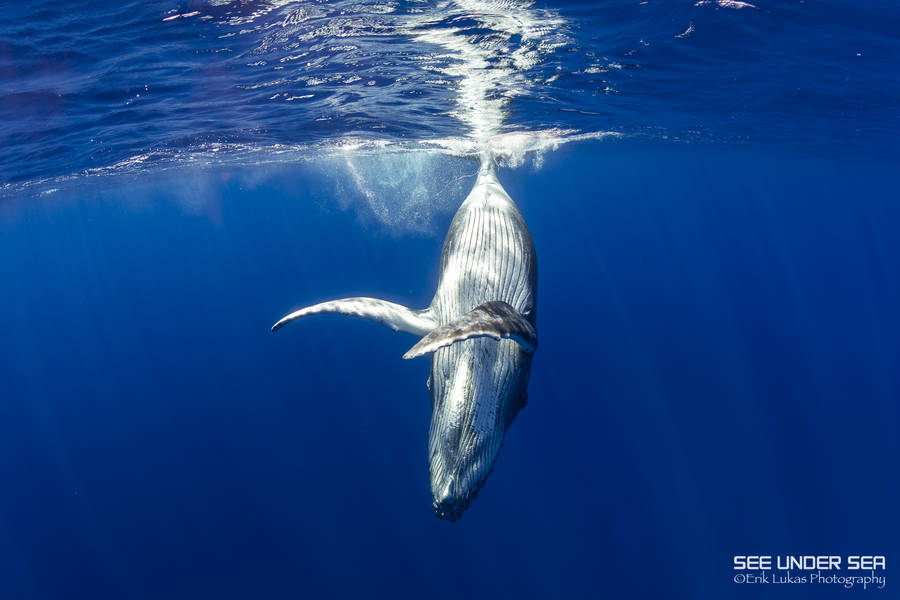 Moorea Trip Report 2022 Moorea Trip Report 2022