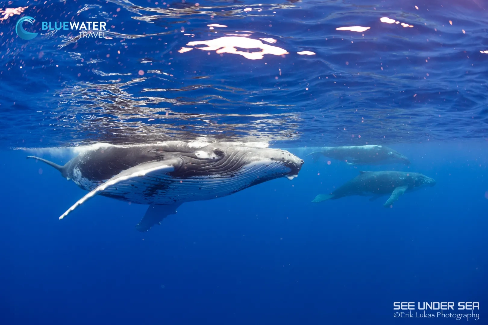 Close Encounters with Humpback Whales in French Polynesia 2026