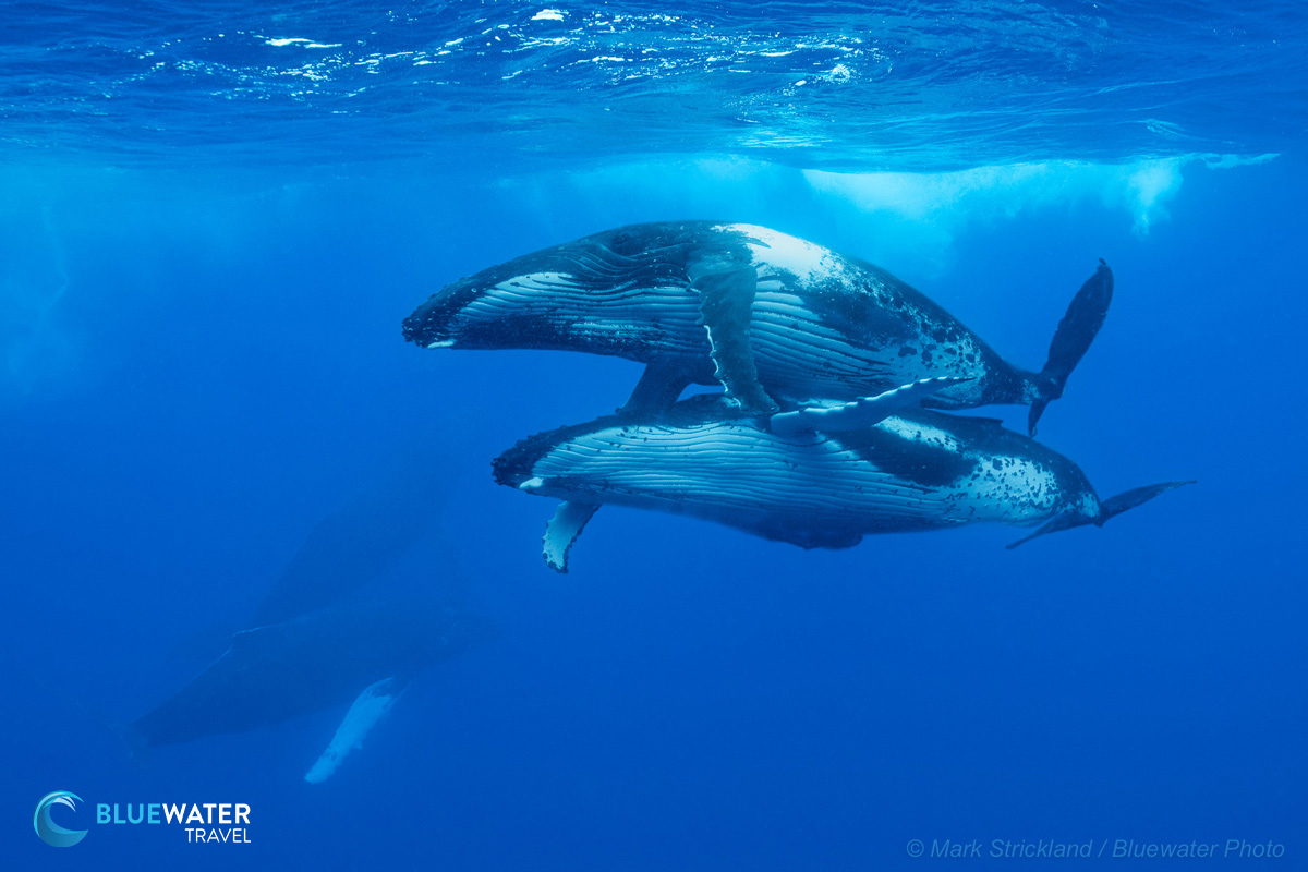 Humpback whales surfacing in moorea