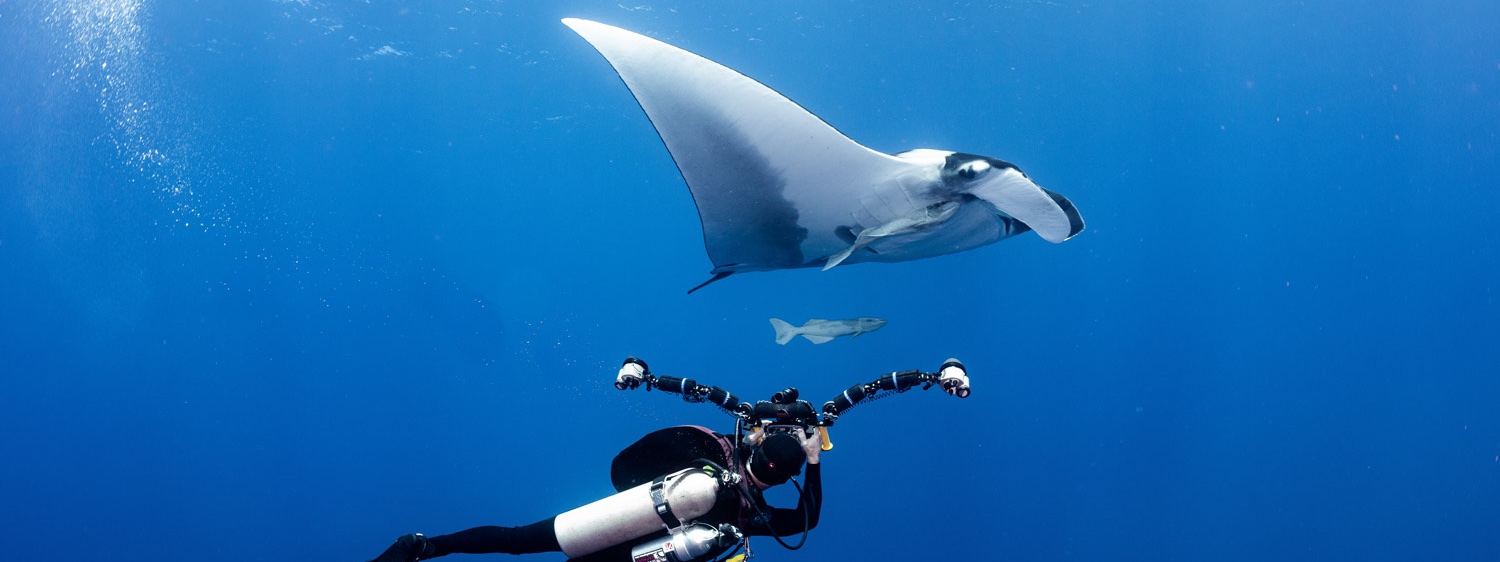 Socorro Manta & Shark Madness Liveaboard Trip Feb 2026