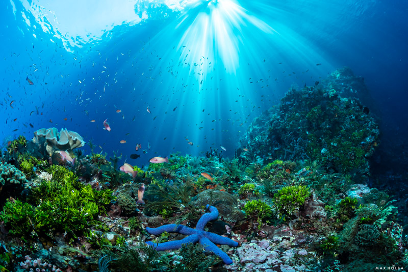 The shallows of Alor are full of life. The shallows of Alor are full of life.