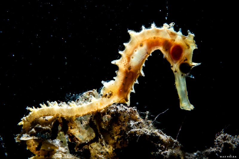 Guides in Alor will assist you with backlighting and other shooting techniques Guides in Alor will assist you with backlighting and other shooting techniques