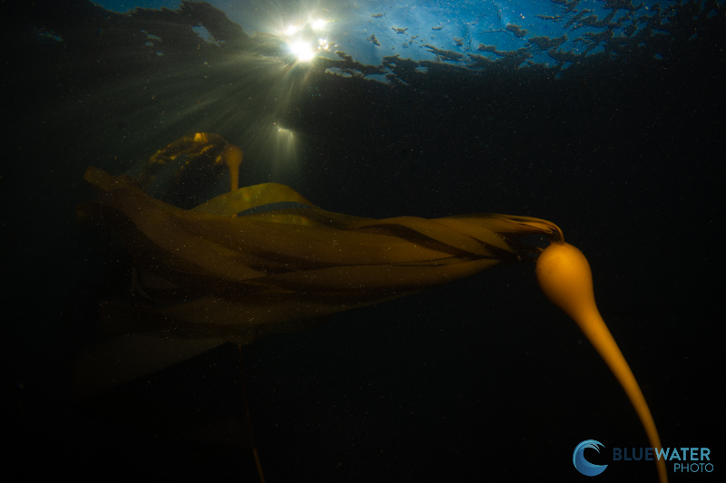 High flash sync speeds like 1/400 of a second allow you to isolate your subject from bright ambient light canon r1 review