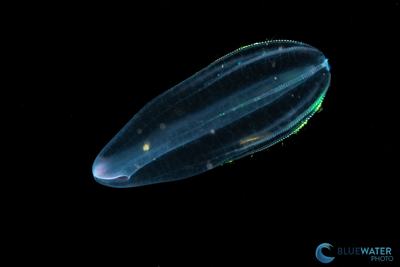Comb jelly photographed with the Sony a9 III and Sony 90mm macro lens. 1/500, ISO 250, f/22 Comb jelly photographed with the Sony a9 III and Sony 90mm macro lens. 1/500, ISO 250, f/22