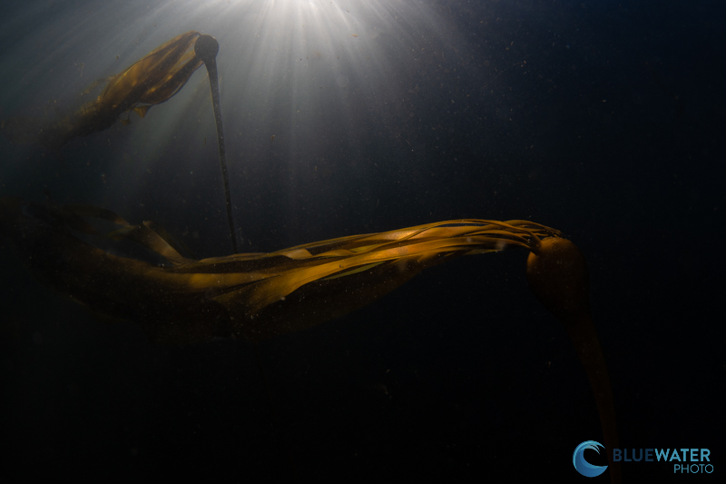 An almost ethereal mid-day kelp forest capture with the Sony a9 III. This was photographed without my strobes able to keep up with the fast burst speeds on the camera.1/400, f/13, ISO 250 An almost ethereal mid-day kelp forest capture with the Sony a9 III. This was photographed without my strobes able to keep up with the fast burst speeds on the camera.1/400, f/13, ISO 250