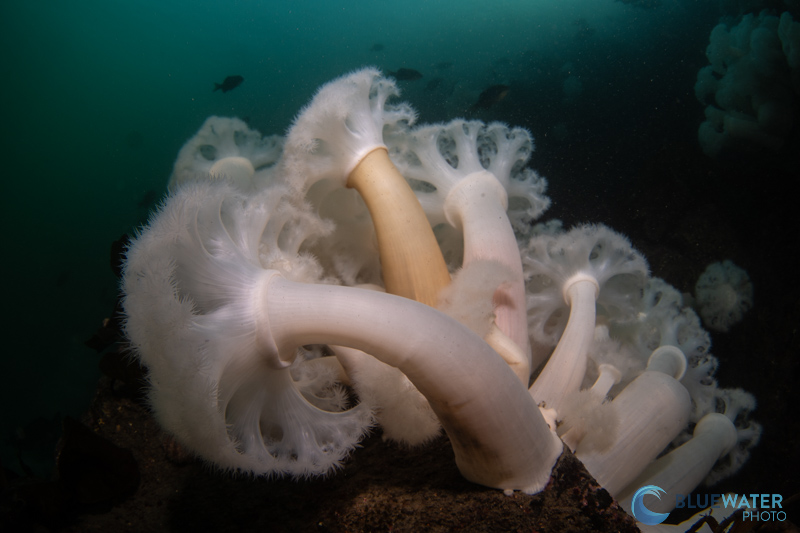 Anemones photographed with the Sony a9 III. 1/80, f/13, ISO 250 Anemones photographed with the Sony a9 III. 1/80, f/13, ISO 250