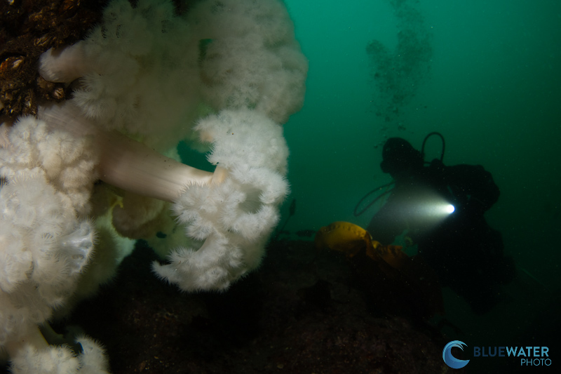 Photographed with the Sony a9 III, Canon 8-15mm fisheye lens, and metabones adapter. f/13, 1/80, ISO 250 Photographed with the Sony a9 III, Canon 8-15mm fisheye lens, and metabones adapter. f/13, 1/80, ISO 250