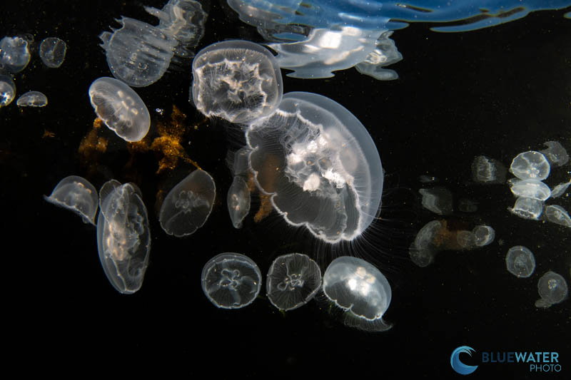 Moon jellies photographed at the water's surface at mid-day. f/22, 1/400, ISO 250 Moon jellies photographed at the water's surface at mid-day. f/22, 1/400, ISO 250