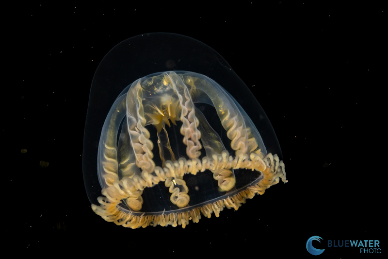 A high shutter speed helps create a black background and freeze your subject. f/22, ISO 250, 1/500 A high shutter speed helps create a black background and freeze your subject. f/22, ISO 250, 1/500