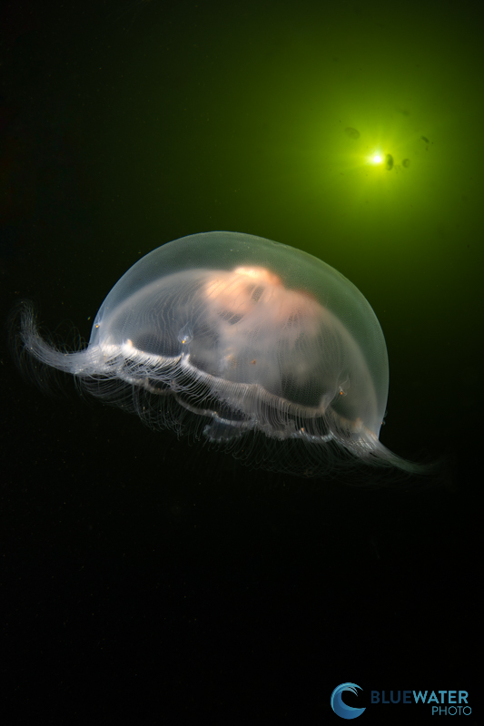 A global shutter makes it easier to capture sunball photos like this shallow water sunball captured at mid-day. 1/500, f/22, ISO 250 A global shutter makes it easier to capture sunball photos like this shallow water sunball captured at mid-day. 1/500, f/22, ISO 250