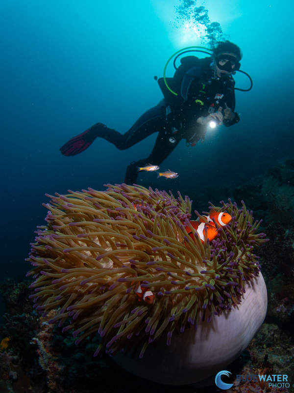 An anemone photographed with dual Apollo III strobes and the Nikon Z8 camera. f/13, 1/80, ISO 250 An anemone photographed with dual Apollo III strobes and the Nikon Z8 camera. f/13, 1/80, ISO 250