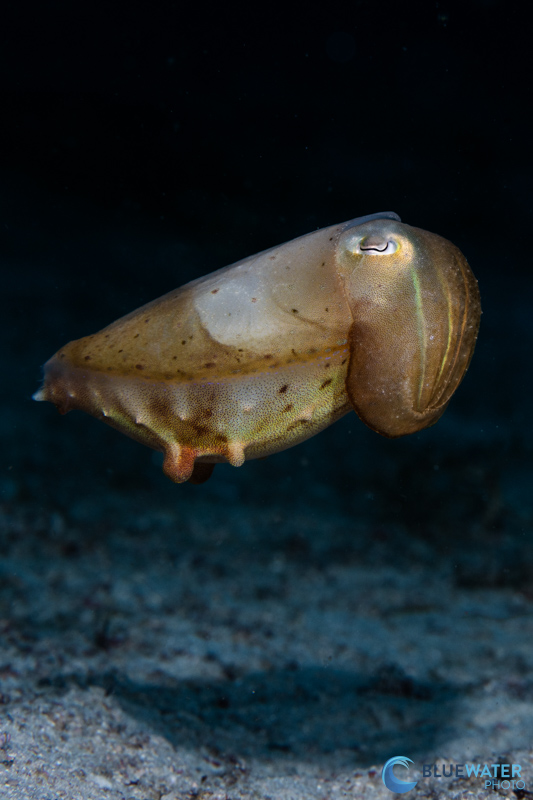 This cuttlefish was photographed with the help of the Lumilink 2.0 triggering the Apollo III strobes This cuttlefish was photographed with the help of the Lumilink 2.0 triggering the Apollo III strobes