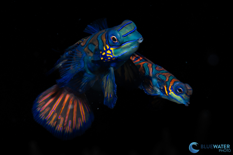 A quick recycle time of 0.6 seconds is an absolute necessity for photographing mandarin fish A quick recycle time of 0.6 seconds is an absolute necessity for photographing mandarin fish