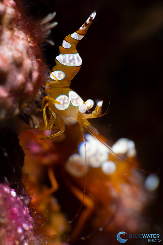 Finding the right macro position with the Apollo III strobes can create dramatic lighting Finding the right macro position with the Apollo III strobes can create dramatic lighting