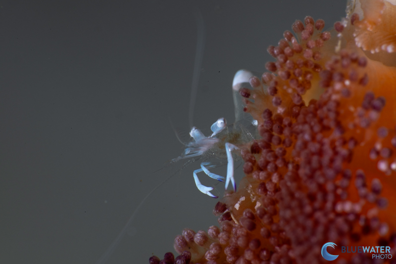 The Apollo III's have a nice even beam for capturing macro critters. Photographed with the Nikon Z8 and Marelux Macroview +15 macro lens. The Apollo III's have a nice even beam for capturing macro critters
