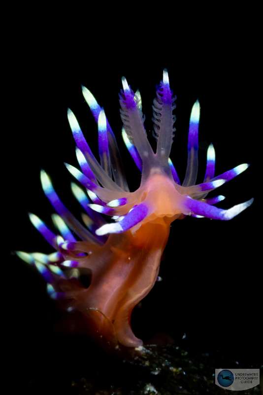 Using a Crop Sensor Lens on a Full Frame Camera Can Result in a Loss in Resolution Using a Crop Sensor Lens on a Full Frame Camera Can Result in a Loss in Resolution