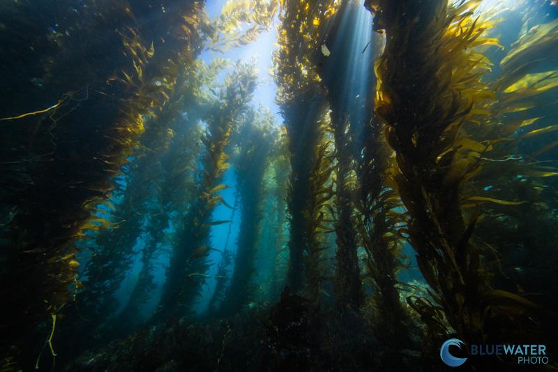 sony a7c r kelp forest