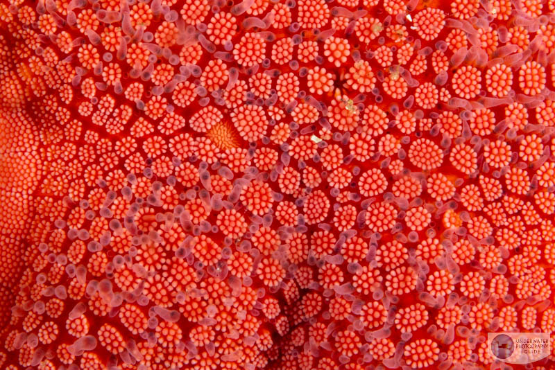 This photo of seastar skin was captured with the Canon R5 Mark II and the Canon EOS 100mm macro lens This photo of seastar skin was captured with the Canon R5 Mark II and the Canon EOS 100mm macro lens