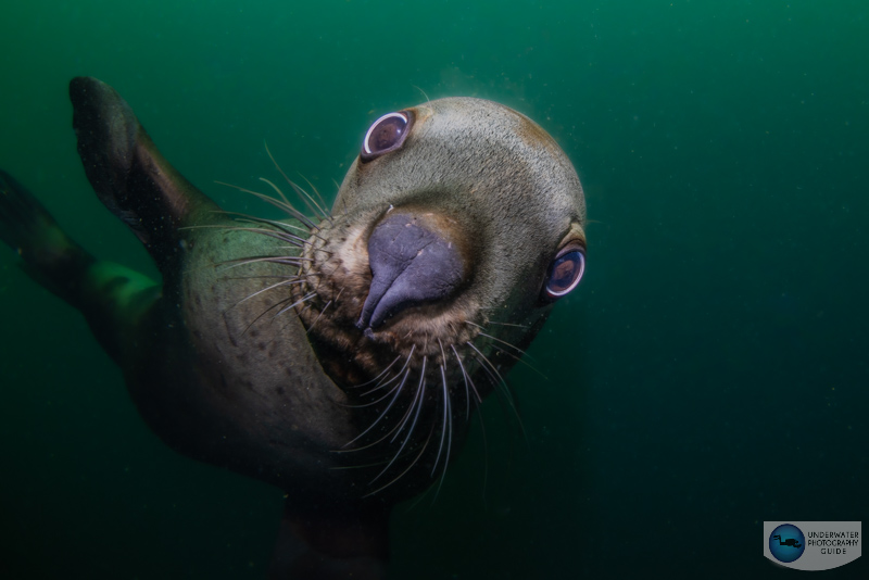 The Canon R5 Mark II had no problem acquiring focus with these quick Stellar Sealions. f/13, 1/250, ISO 320 The Canon R5 Mark II had no problem acquiring focus with these quick Stellar Sealions. f/13, 1/250, ISO 320