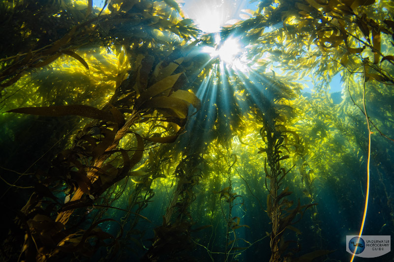 Our dynamic range test does show a slight reduction in dynamic range, but most underwater photographers would not notice it. This photo should have had a lower exposure, yet we were able to pull out a decent level of details. f/13, ISO 100, 1/30 Nikon Z6 III high dynamic range test