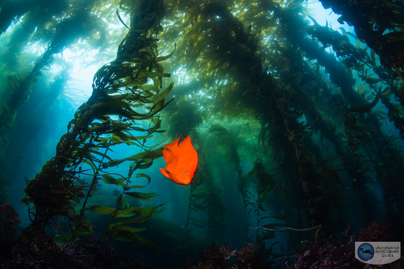 Underneath the kelp forest canopy, there is not much ambient light. The Z6III's improved in-body image-stabilization allowed me to reduce the shutter speed to 1/30th of a second without motion blur from camera shake! f/13, 1/30, ISO 100 Underneath the kelp forest canopy, there is not much ambient light. The Z6III's improved in-body image-stabilization allowed me to reduce the shutter speed to 1/30th of a second without motion blur from camera shake! f/13, 1/30, ISO 100