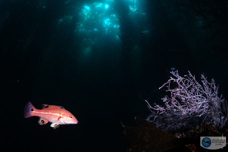 A wide angle scene captured with the Nikon 8-15mm fisheye lens and FTZ adapter with the Nikon Z6 III. 1/100, f/14, ISO 100 A wide angle scene captured with the Nikon 8-15mm fisheye lens and FTZ adapter with the Nikon Z6 III. 1/100, f/14, ISO 100