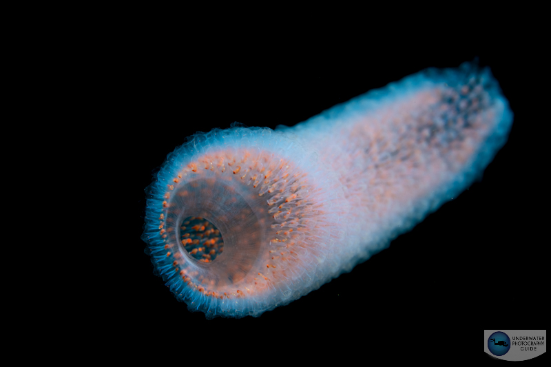 The autofocus of the Nikon Z6 III is quick and snappy - a huge improvement over the original Nikon Z6 and Nikon Z 6II. The Nikon 105mm Z macro lens used in this photo is slower than the F mount version, but the autofocus was more than acceptable with the Z6III. 1/160, f/16, ISO 100 The autofocus of the Nikon Z6 III is quick and snappy - a huge improvement over the original Nikon Z6 and Nikon Z 6II. The Nikon 105mm Z macro lens used in this photo is slower than the F mount version, but the autofocus was more than acceptable with the Z6III. 1/160, f/16, ISO 100