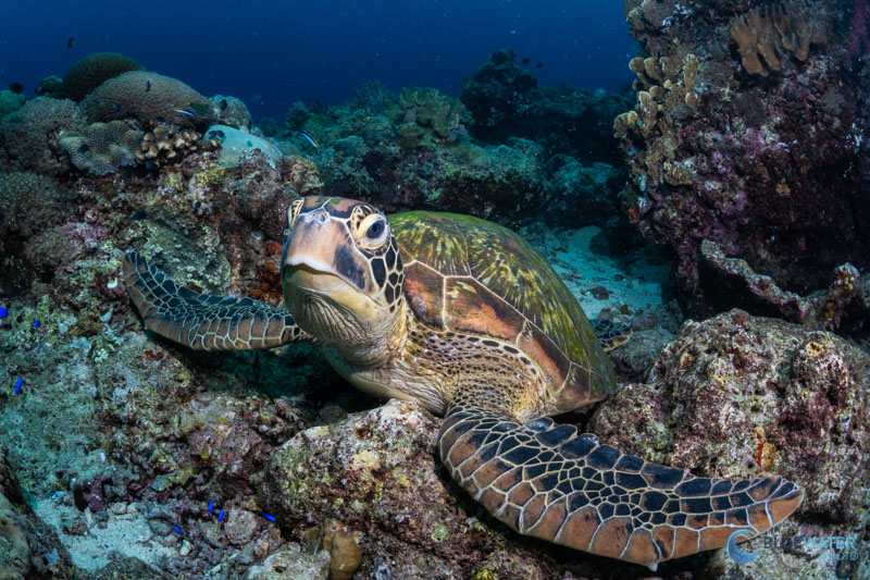 One of the many inhabitants of turtle point photographed with the Nikon Z8 One of the many inhabitants of turtle point