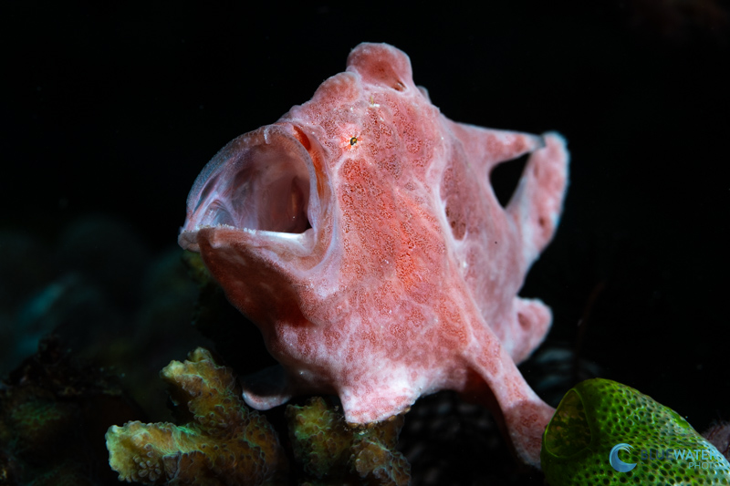 A pink frogfish sizes up my camera A pink frogfish sizes up my camera